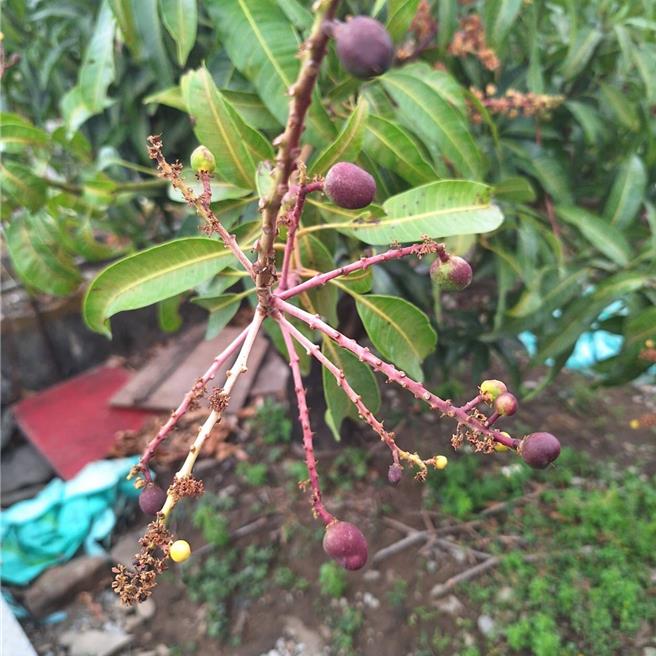 屏東縣目前正進入芒果盛花期、著果期，但部分地區傳出因鬧病蟲害導致大量落果。（屏縣府提供／謝佳潾屏東傳真）