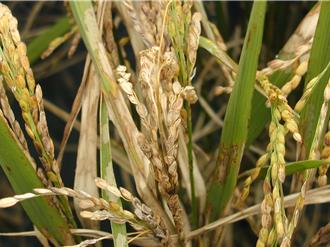 防治稻熱病影響水稻產量 花蓮米倉啟動每公頃300元用藥補助