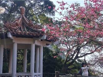 陽明山八重櫻盛開中 杜鵑花、昭和櫻及吉野櫻陸續開花