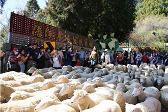 綿羊大軍來襲！清境農場「奔羊節」23日登場　有望吸客逾2500人