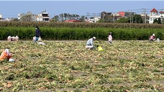 台南將軍胡蘿蔔逢產季 民眾樂撿免費淘汰品