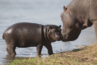 小河馬遭「惡霸」攻擊 體型懸殊仍奮力逃生 結局心碎