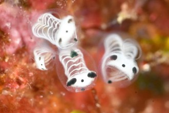 神秘可愛生物「骷髏身熊貓臉」爆紅 2024認證新品種海鞘