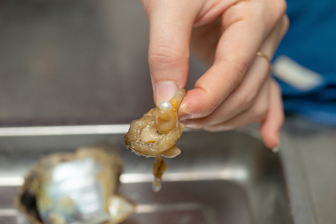 日本网友在超市买的特价扇贝里，竟然挖出5颗珍珠。(图:shutterstock/达志)
