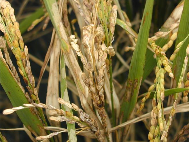 花蓮縣富里鄉一期水稻陸續進入分蘗盛期，若未及時防治葉稻熱病，進入抽穗期後，可能發展成穗稻熱病，嚴重時會造成稻穗白化乾枯，使得產量減少。（富里鄉公所提供／羅亦晽花蓮傳真）