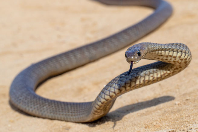 澳洲一名男子近日看到东部拟眼镜蛇宝宝缠在蜘蛛网上，一旁的红背蜘蛛则在静静等待享用大餐。 (示意图:shutterstock/达志)