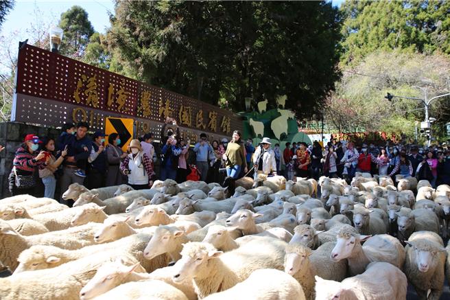 南投清境農場「奔羊節」是當地年度盛事，今年奔羊節將於23日上午登場，將出動113隻柯利黛綿羊與遊客一同奔走在台14甲公路，又美又療癒。圖為過去奔羊節照片。（清境農場提供／潘虹恩南投傳真）