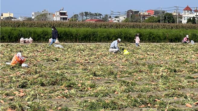 台南將軍胡蘿蔔逢產季，時常可以看到工人在田裡採收胡蘿蔔，有些賣相不好的淘汰品，乾脆開放給民眾免費帶回家。（張毓翎攝）