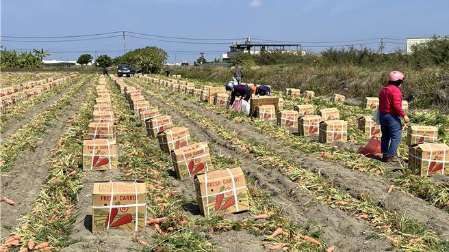 將軍是國產胡蘿蔔的大宗產地，鹽分地質讓生產出的胡蘿蔔別具風味、品質佳，每年種植面積約250公頃。（張毓翎攝）