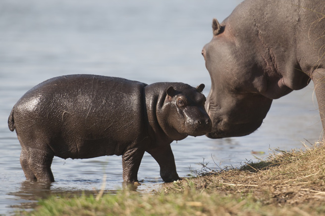 南非一隻小河馬遭公河馬攻擊，儘管體型和力氣差距懸殊，牠仍奮力逃生，而河馬媽媽在旁邊心碎目睹全程。 (示意圖:shutterstock/達志)