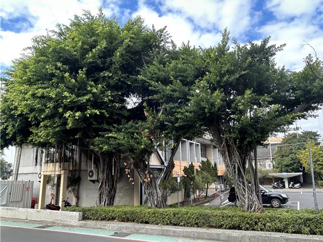 台中市雾峰联合行政中心新建工程内部及周边，有13株百年老树，当地居民忧心遭砍除，要求设法保留，维护当地优美景观。（李天生服务处提供／王煌忠台中传真）