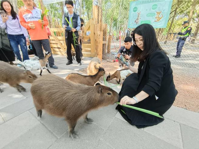 嘉义县政府官员体验喂食水豚，水豚萌翻了。（廖素慧摄）