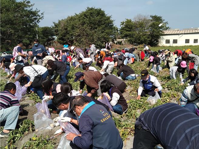 台中市潭子區農會18日舉行「潭子搖滾馬鈴薯產業文化推廣活動」，吸引約1600位民眾下田動手挖馬鈴薯，大家開心地當1日農夫。（台中市政府提供／張妍溱台中傳真）
