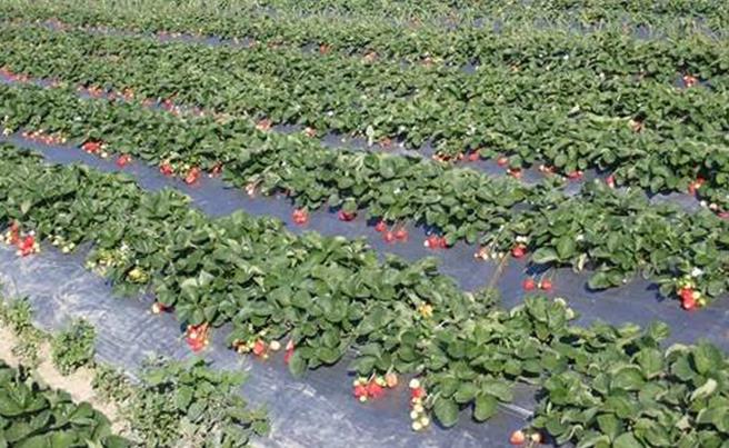 經技術輔導後，2024年1月大湖草莓示範觀摩田區補植率在1成以下。 （農業部提供／李欣恬台北傳真）