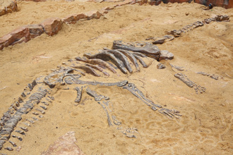 2.8億年前恐龍化石出土 專家研究驚：半真半假