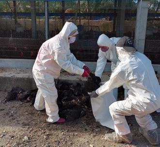 屏東鹽埔鄉土雞場確診禽流感 逾2萬隻土雞現場撲殺