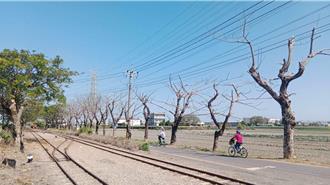 彰化「糖鐵國家綠道」30路樹遭拔皮注毒枯死 縣府急揪兇手