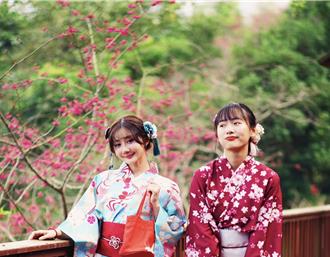 台大鳳凰茶園河津櫻預計228前後滿開 推賞櫻療癒遊程