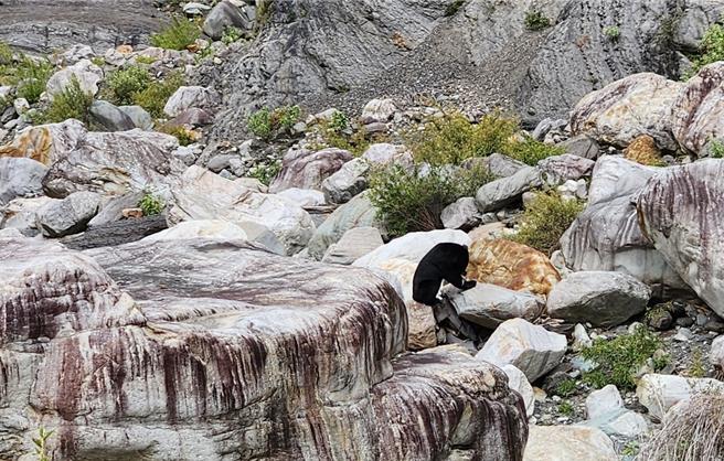 林業保育署嘉義分署阿里山工作站人員在楠梓仙溪執行保育工作時目擊台灣黑熊覓食。（林業署嘉義分署提供／呂妍庭嘉義傳真）