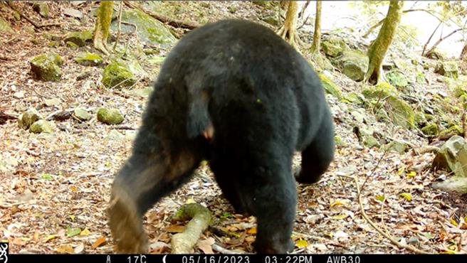 自動相機紀錄到發情的母熊有膨大的外生殖器。（林業署嘉義分署提供／呂妍庭嘉義傳真）