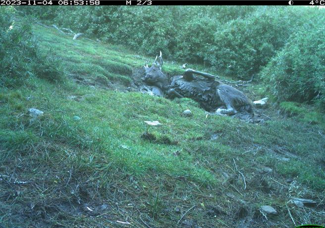 自動相機拍下水鹿洗泥巴浴畫面。（林業署嘉義分署提供／呂妍庭嘉義傳真）