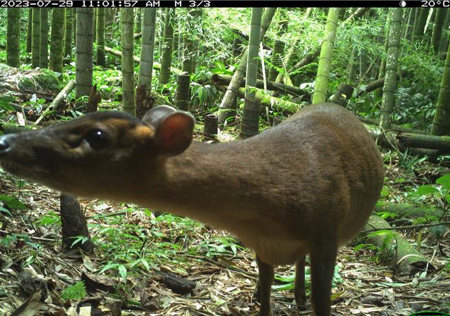 林業保育署嘉義分署於嘉南山區架設自動相機長期監測族群動態，記錄到好奇的山羌發現相機鏡頭畫面。（林業署嘉義分署提供／呂妍庭嘉義傳真）