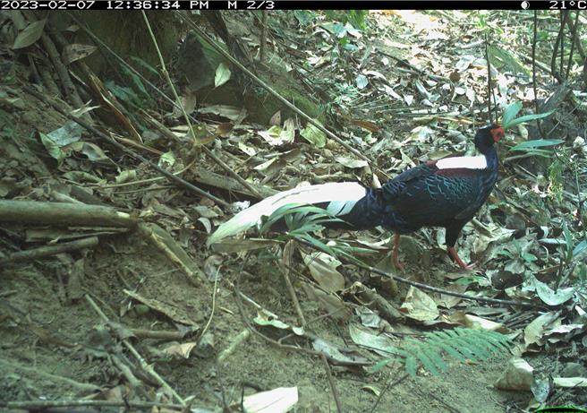 自動相機常拍攝到羽色華麗的藍腹鷴。（林業署嘉義分署提供／呂妍庭嘉義傳真）