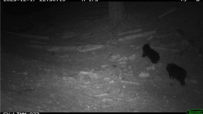 黑熊監測計畫記錄到2隻小熊現蹤。（林業署嘉義分署提供／呂妍庭嘉義傳真）