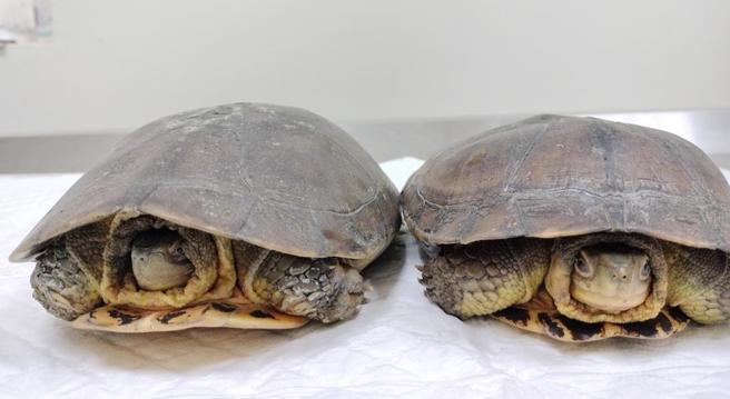 動保處已將2隻瀕危一級保育類柴棺龜野放。（新北市動保處提供）