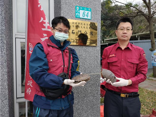 石門消防分隊日前救援2隻柴棺龜。（新北市動保處提供）