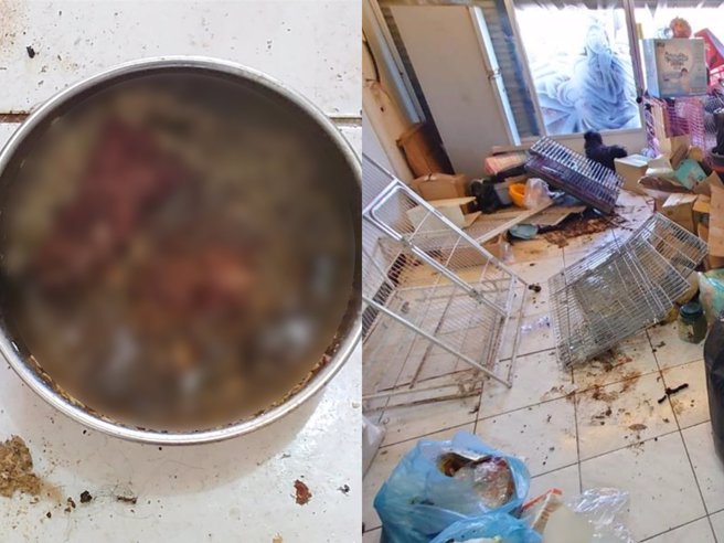 嘉义市政府人员18日会同警方到被点名虐待动物何女另一处租屋处稽查，发现屋内环境脏乱不堪（右）；地上除堆满杂物还满布排泄物，饲料食盘也长满大量的蛆虫（左）。（嘉义市政府提供／吕妍庭嘉义传真）