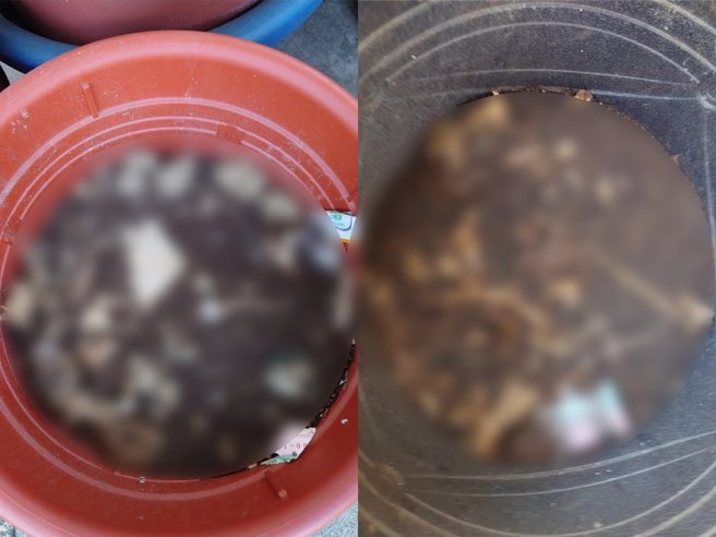 屋内外数个花盆内发现大量动物骨骸，还有2具动物尸体。（嘉义市政府提供∕ 吕妍庭嘉义传真）