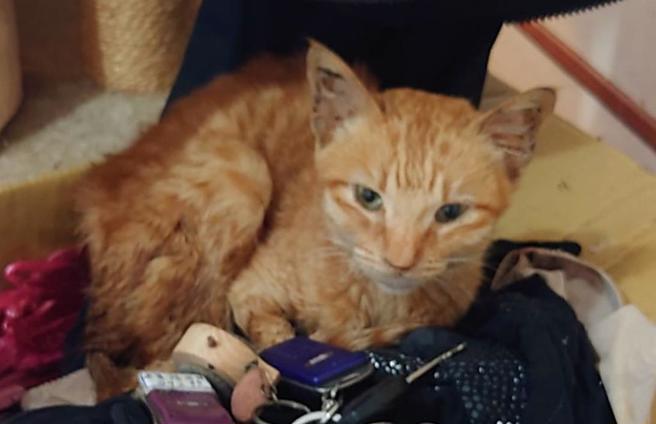 现场发现的14只猫狗，已全数带回动保园区紧急安置，并请兽医师检视动物健康状态。（嘉义市政府提供／吕妍庭嘉义传真）