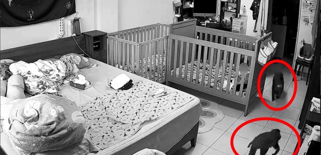 两只猕猴在住家内搜刮，小孩在围栏内看到傻眼，紧抓栏杆。（翻摄爆料公社）