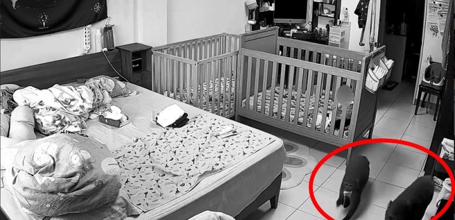 两只猕猴在住家内搜刮，小孩在围栏内看到傻眼，紧抓栏杆。（翻摄爆料公社）