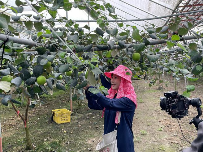 马场桃子到蜜枣园体验採枣（图片来源：高雄市农业局提供）
