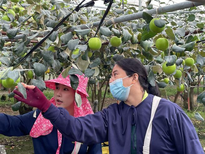 枣农为马场桃子说明採枣技巧（图片来源：高雄市农业局提供）
