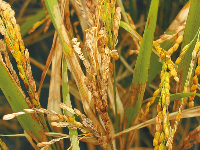 花蓮縣富里鄉一期水稻陸續進入分蘗盛期，若未及時防治稻熱病，恐影響整體產量。（花蓮縣富里鄉公所提供／羅亦晽花蓮傳真）