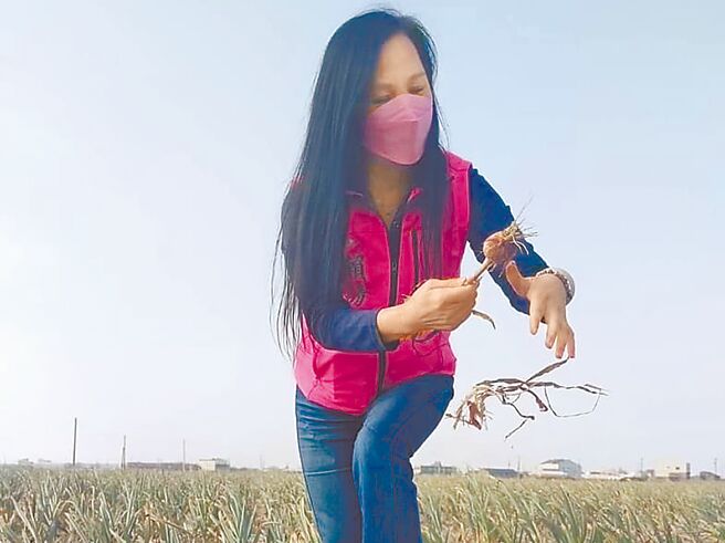 彰化縣議員賴清美18日表示，今年紅蒜頭產量不多，除了得防宵小，也盼警方護農。（翻攝賴清美臉書／孫英哲彰化傳真）