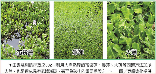 由鍋爐剩餘排放之CO2，利用大自然界的布袋蓮、浮萍、大薸等固碳方法加以去除，也是達成溫室氣體減碳、甚至負碳排的重要手段之一。圖／泰鋒染化提供