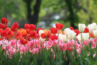 士林官邸郁金香展2／22日起跑 台北晶华带房客搭观巴赏花、品尝花园下午茶