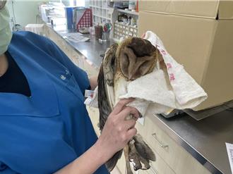 濁水溪出海口貓頭鷹落難送急救  竟是瀕危等級「草鴞」