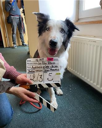 影壇新星竟是狗狗？！萊恩葛斯林、怪奇比莉愛不釋手