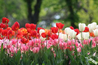 士林官邸郁金香展将登场 晶华推住房、午茶让您「郁」见花海