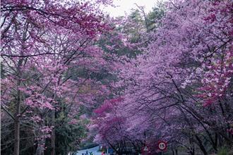 玩轉中彰苗 參山處擴大免費旅宿接駁路線