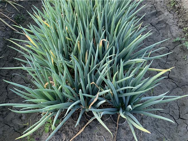 黑腐病菌可藉由風力散播孢子，危害蔥蒜葉片綠色部位，常由葉尖出現黃化病徵，而後向下擴展並造成俗稱「乾尾」的枯萎。（臺中農改場提供／孫英哲彰化傳真）