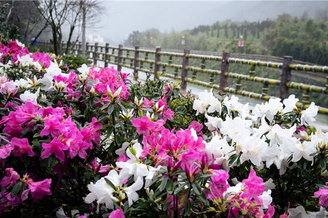 新北市農業局邀請12位各界設計師與花農合作，打造出2萬株杜鵑花海。（新北市農業局提供 ∕ 張鎧乙新北傳真）