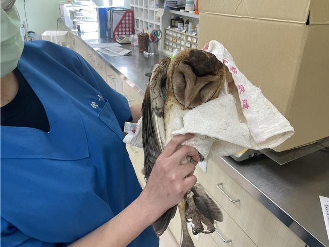 浊水溪出海口被发现一只猫头鹰幼鸟落难，已送医救治。（吴明宜提供）