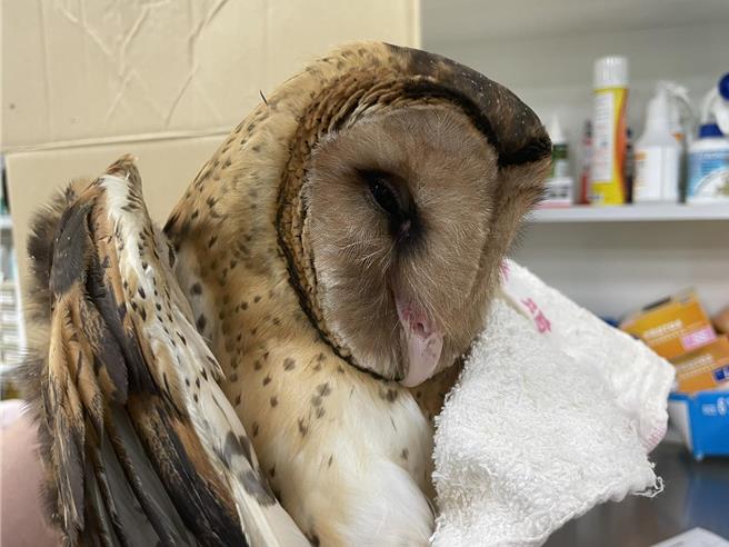 虚弱的草鸮幼鸟模样十分可爱。（吴明宜提供）