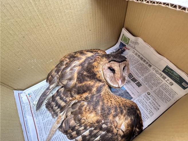 浊水溪出海口有濒危等级的草鸮族群繁衍，令人惊喜。（吴明宜提供）